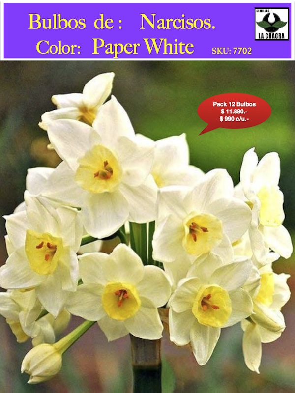 Pack 12 Bulbos de Narcisos. Variedad: Paper White. 12+1