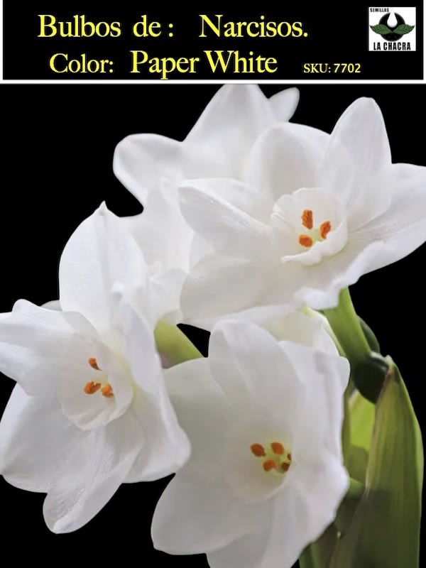 Bulbos de Narcisos. Color: Blanco Doble 12+1