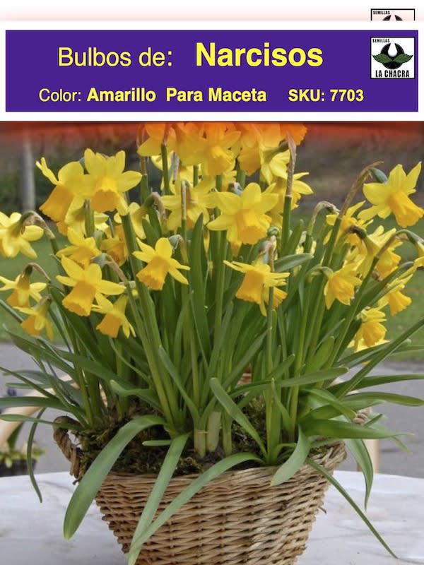 Bulbos de Narciso. Amarillo Para Macetas. Calibre: 12+1