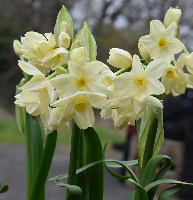 Pack 12 Bulbos de Narcisos. Variedad: Paper White. 12+2