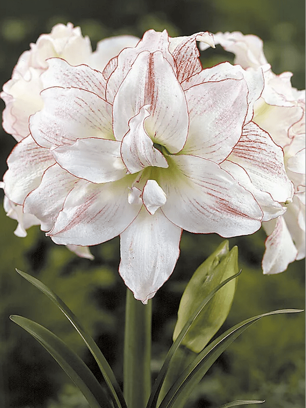 Amaryllis Exclusivo Doble Puntas Crespas. Color: Blanco Size. 26/284