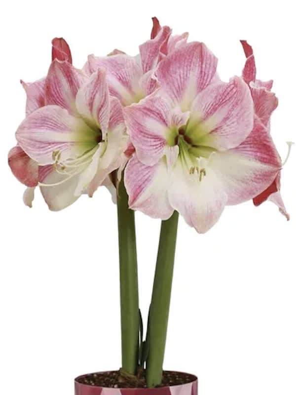 Amaryllis Clásico Calibre Grande. Color:  Rosado/Blanco Size: 26/283