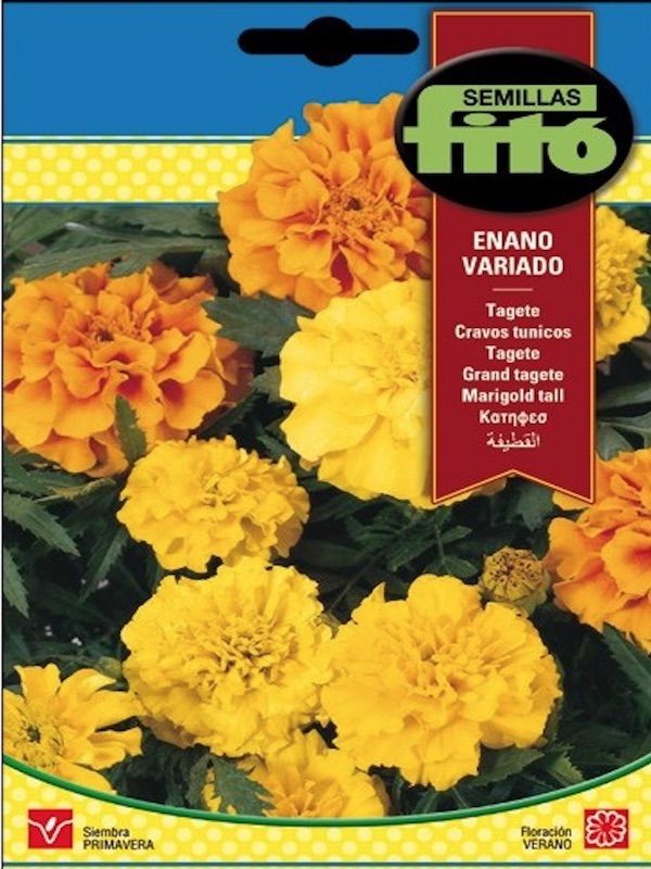 TAGETE ENANO - CLAVEL DE INDIA, VARIADO1