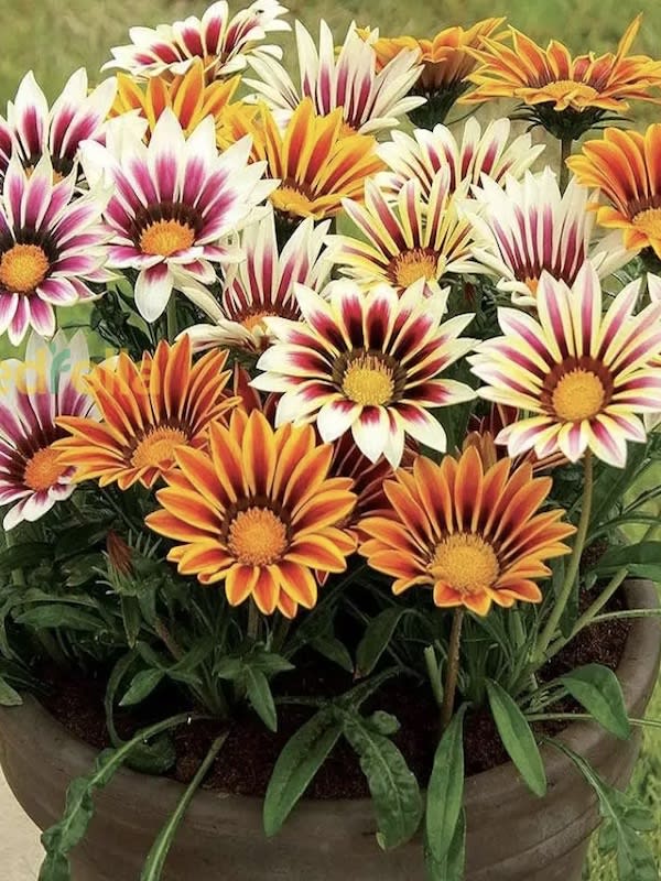 Gazania Sunshine Colores Variados2