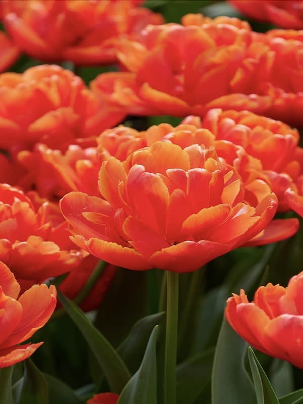 60 Bulbos Tulipas. Color: Naranjo Doble.2