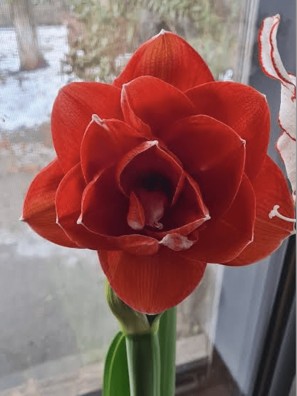 Amaryllis   Rojo Doble Nyora  (Bulbos) Size: 26/282