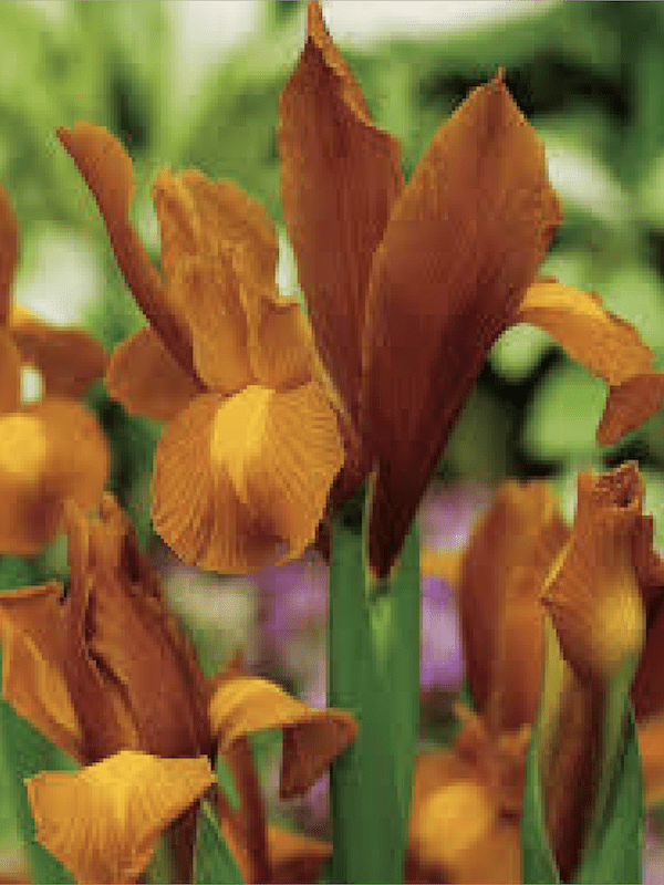 Bulbos de Iris Holándica Color: Ocre Toques Rojos. Size: 7/82