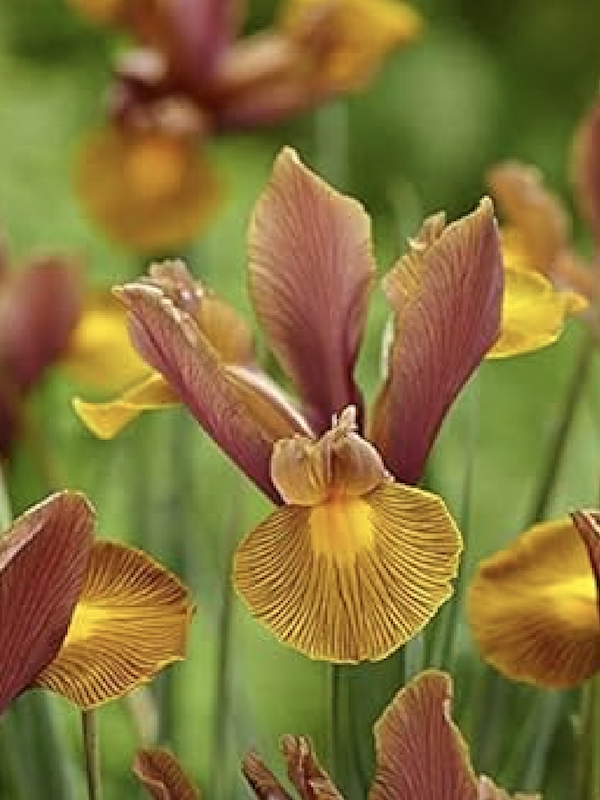 Bulbos de Iris Holándica Color: Ocre Toques Rojos. Size: 7/83
