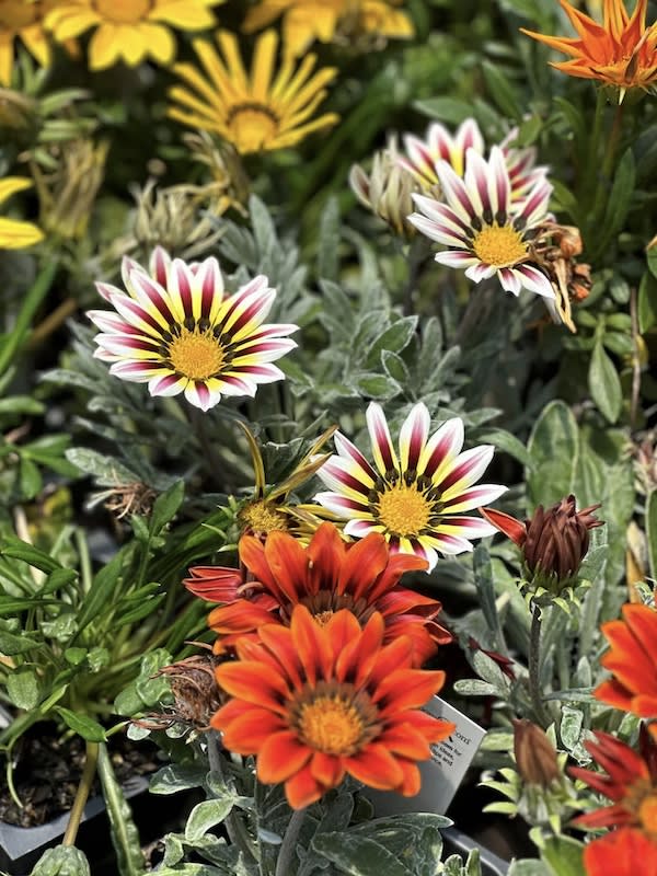 Gazania Sunshine Colores Variados4
