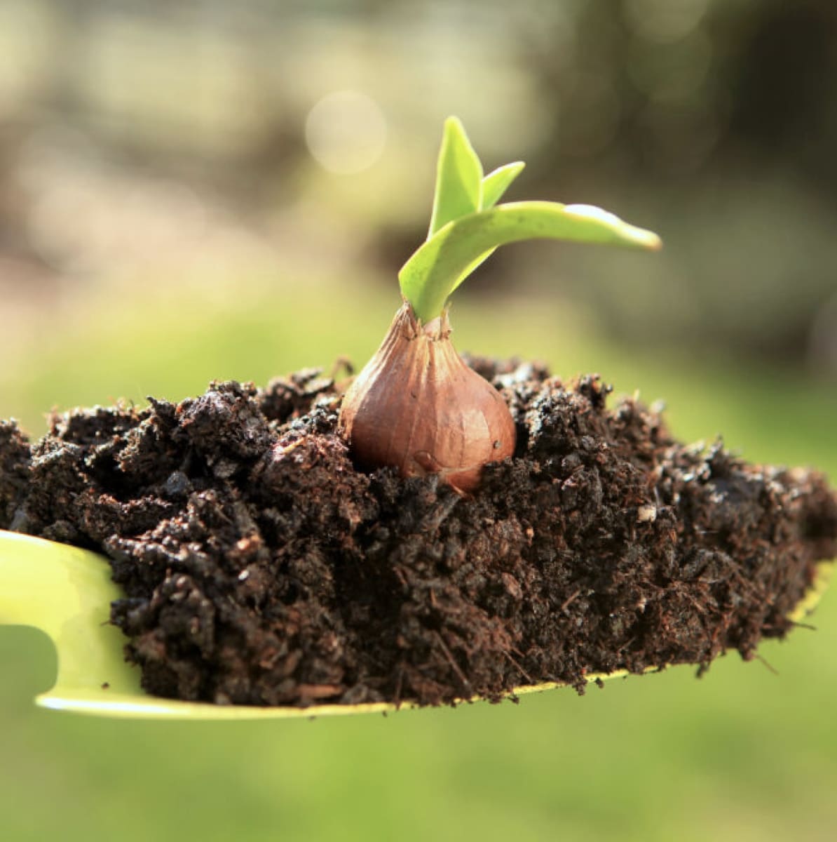 1 Docena de Bulbos Tulipas Color: Púrpura. Crespo Doble. Calibre 12-143