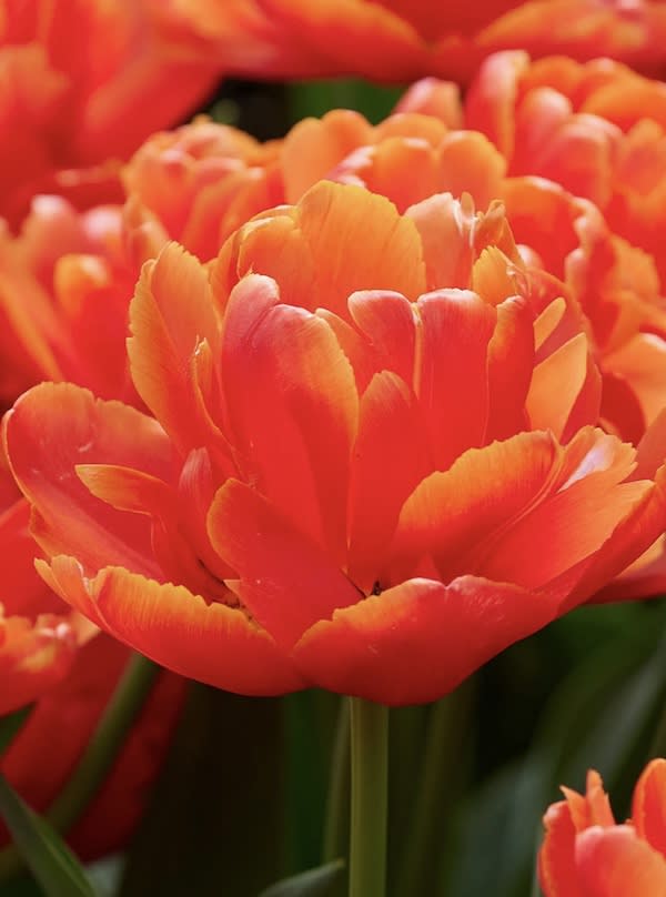 1 Docena de Bulbos Tulipas Color: Naranjo Doble Calibre 12-142