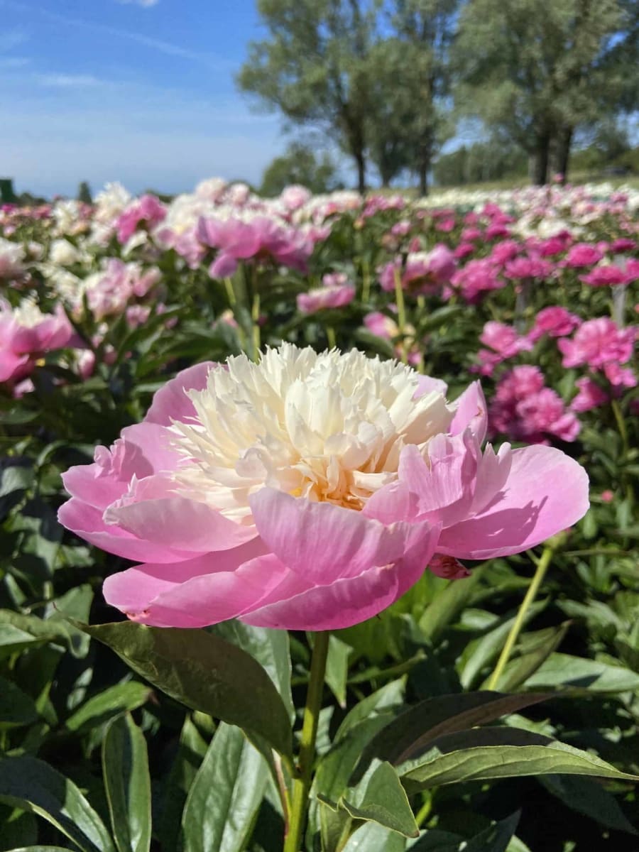 Rizoma de Peonía. Color: Rosado Amarillo3