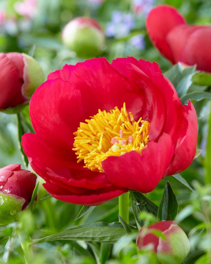 Rizoma de Peonía  Color: Fucsia Centro Amarillo4