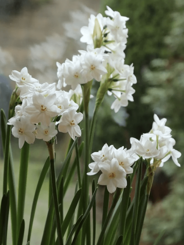 Bulbos de Narcisos. Color: Blanco Doble 12+3