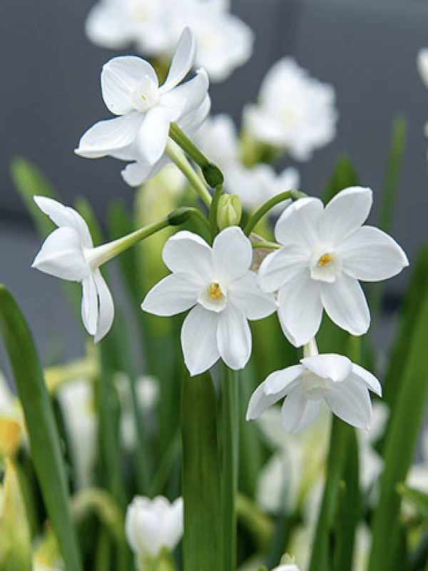Bulbos de Narcisos. Color: Blanco Doble 12+4