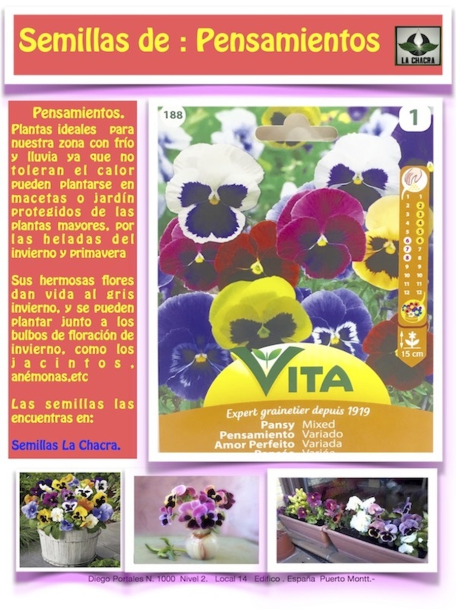 PENSAMIENTO Mezcla de Colores1