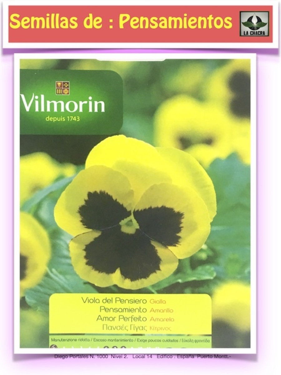 PENSAMIENTO GRANDE AMARILLO1
