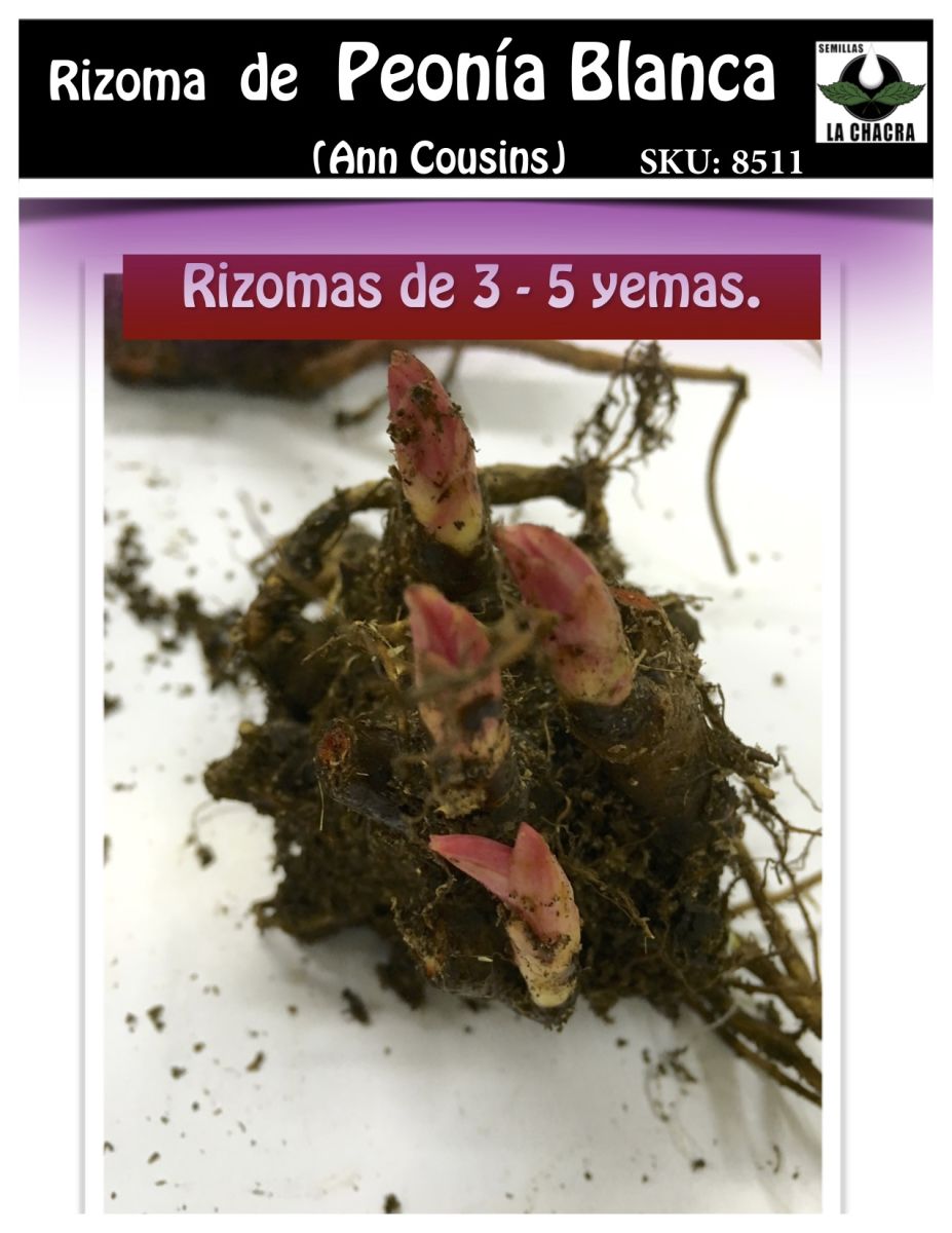 Rizoma de Peonía. Blanca2