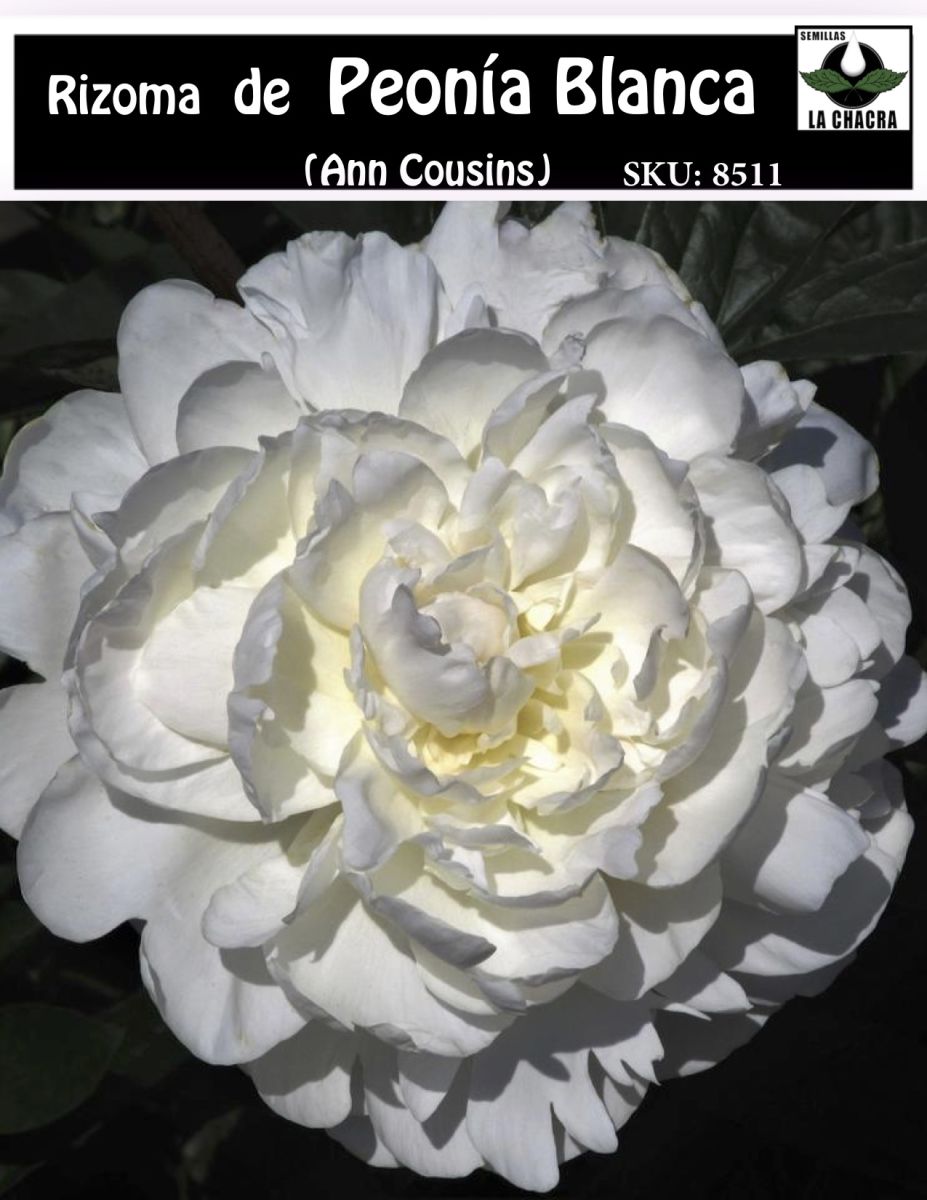 Rizoma de Peonía. Blanca1