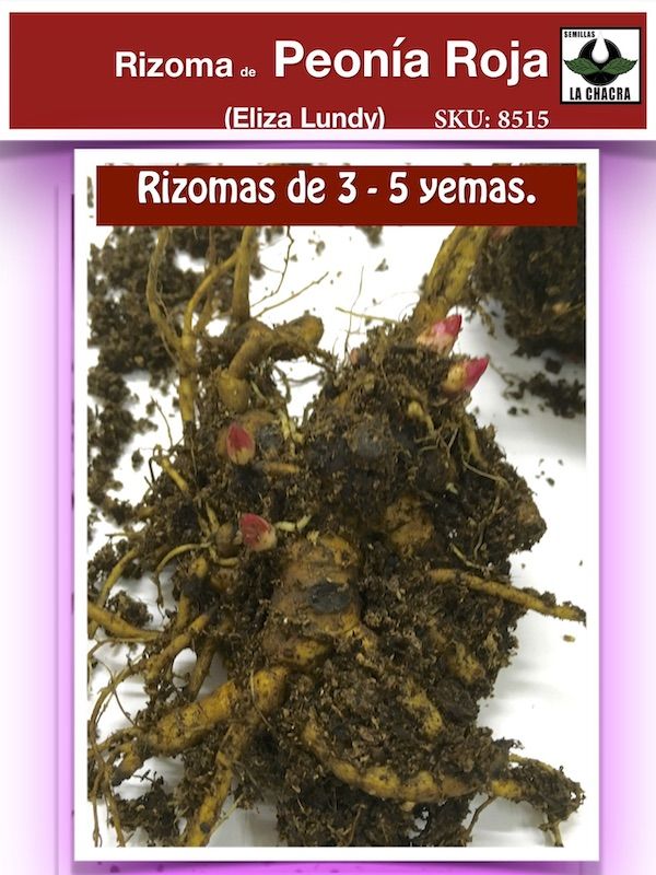 Rizoma de Peonía. Rojo2
