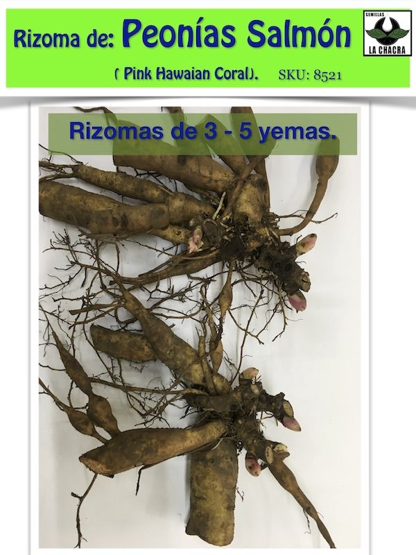 Rizoma de Peonía: Hawaian2
