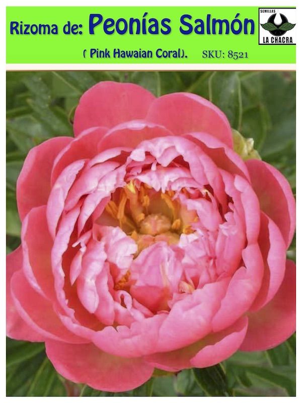 Rizoma de Peonía: Hawaian1