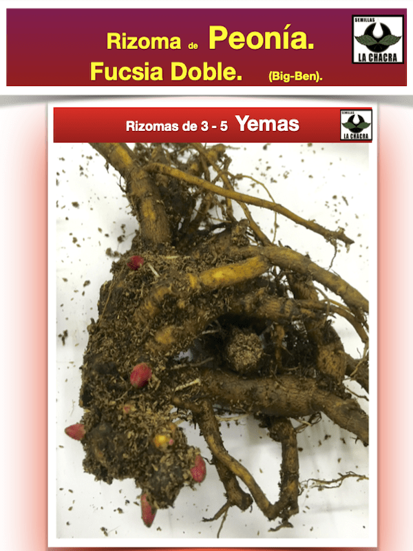 Rizoma de Peonía. Fucsia Doble2