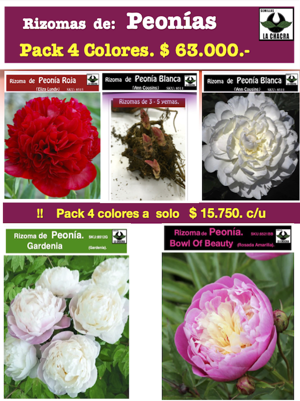 Pack 4 Rizomas de Peonías1