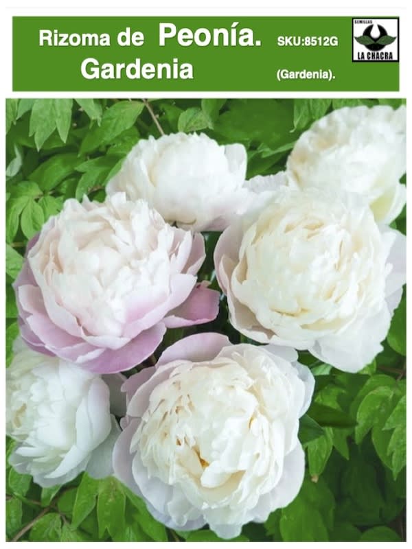 Rizoma de Peonía.Flor Gardenia1