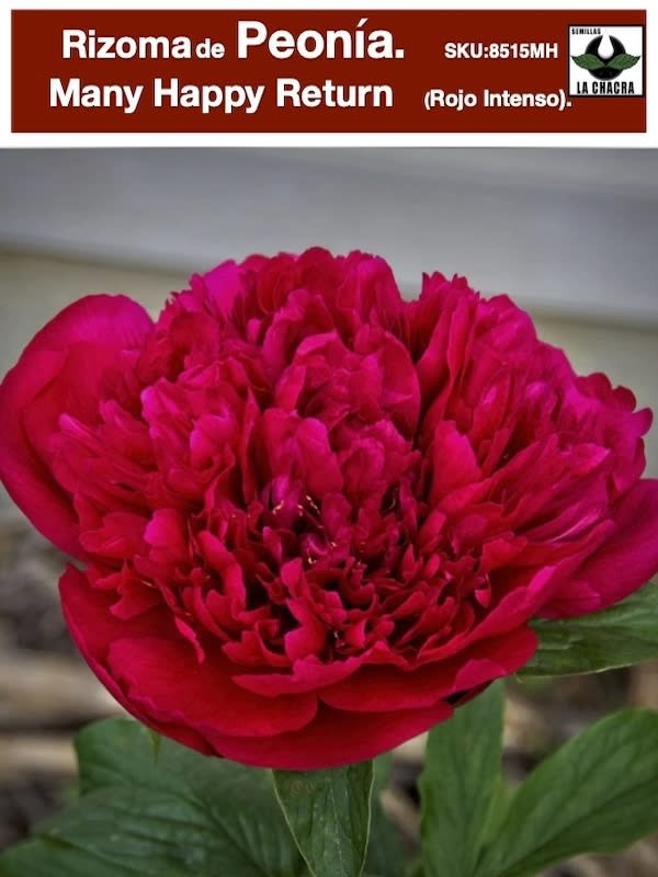 Rizoma de Peonía Color. Rojo Intenso.1