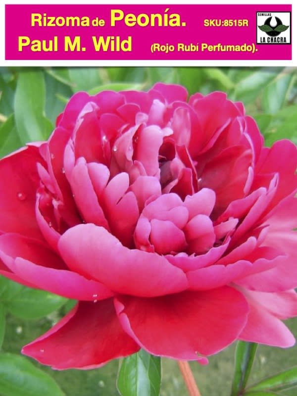 Rizoma de Peonía. Rojo-Rubí Perfumado1