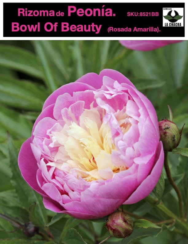 Rizoma de Peonía. Color: Rosado Amarillo1