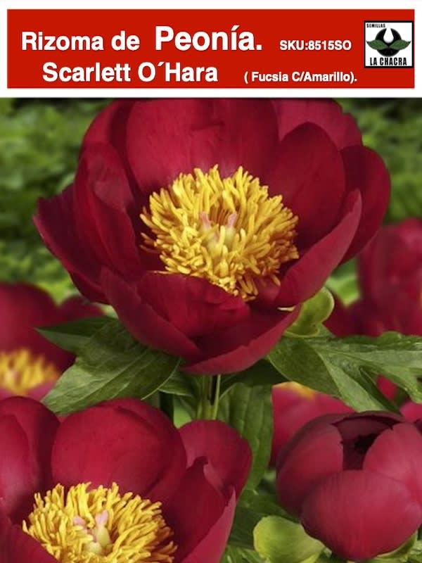 Rizoma de Peonía  Color: Fucsia Centro Amarillo1