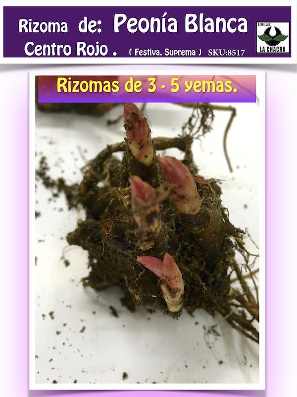 Rizoma de Peonía. Blanca Centro Rojo2