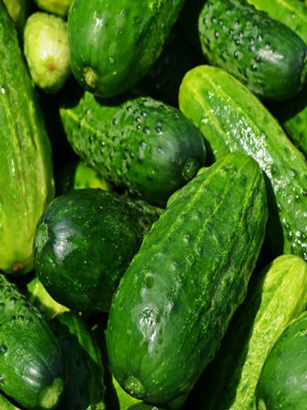 Pepino National Pickling. Sobre 25 Gramos2