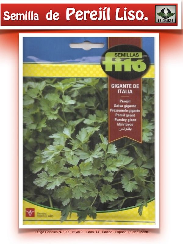 PEREJIL COMUN DE HOJA LISA1