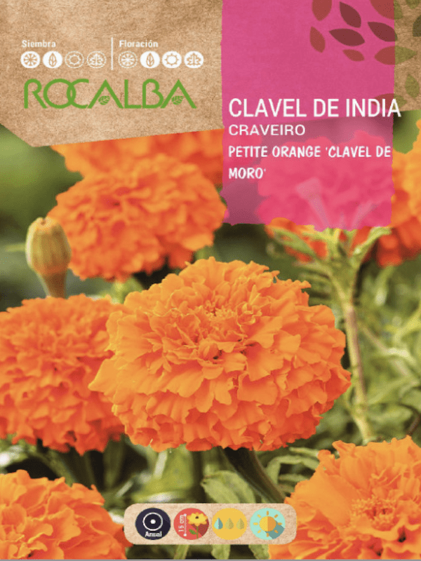 Tagete. Petite Orange1