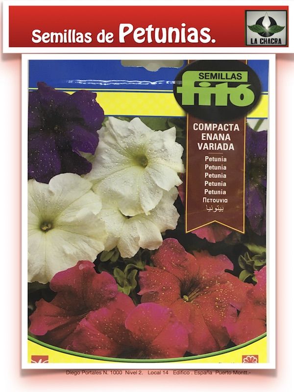 PETUNIA HIBRIDA COMPACTA ENANA VARIADA1