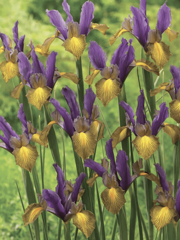 Bulbos de Iris Holándica Color:Púrpura Amarillo Size: 7/82