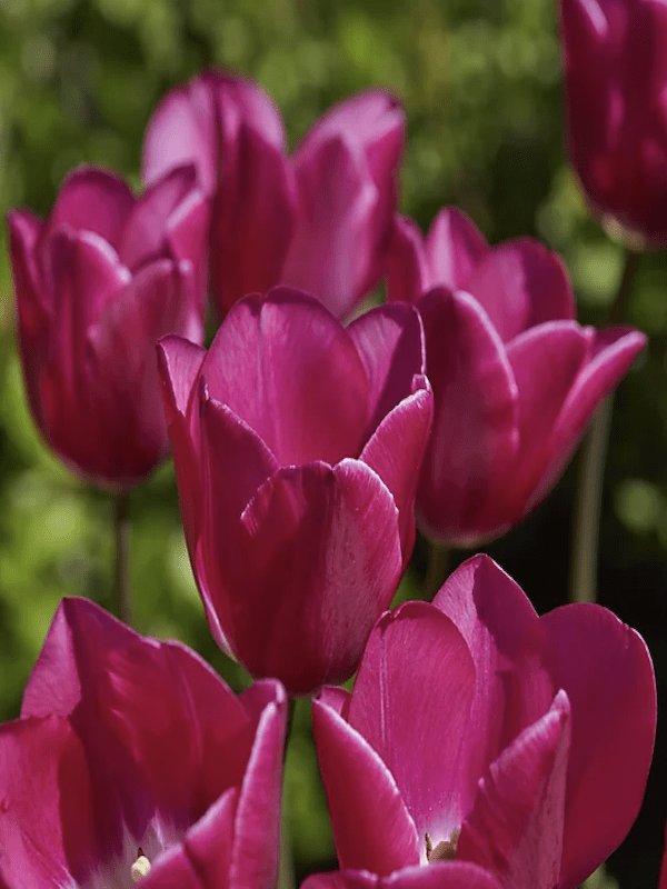 60 Bulbos Tulipas Color: Rosa/Púrpura. Calibre 12-142