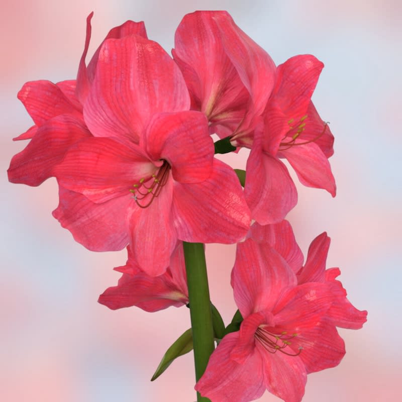 Amaryllis Clásico Calibre Grande . Color Sandía Size: 26/282