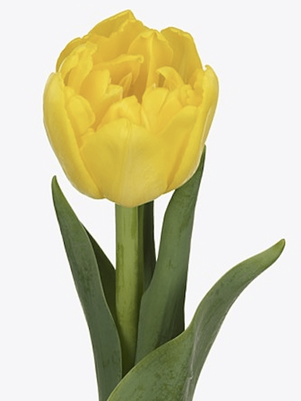 1 Docena de Bulbos Tulipas Color: Amarillo Doble . Calibre 12-142