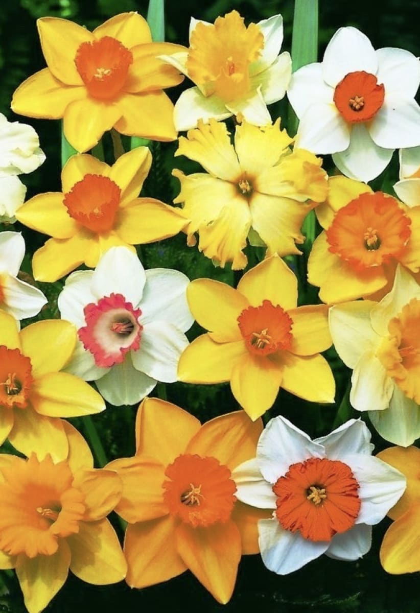 Pack 12 Bulbos de Narcisos. 6 Colores Calibre: 12 + . 2  Bulbos por color2