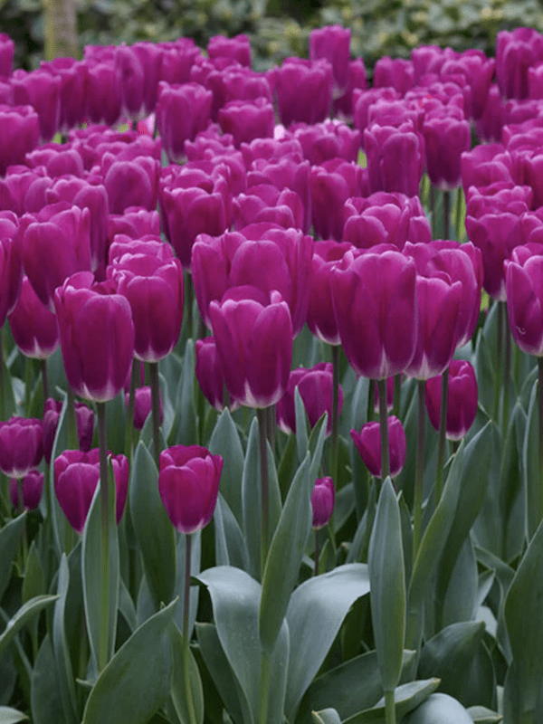 12 Bulbos Tulipas Color: Rosa/Púrpura . Calibre 12-143