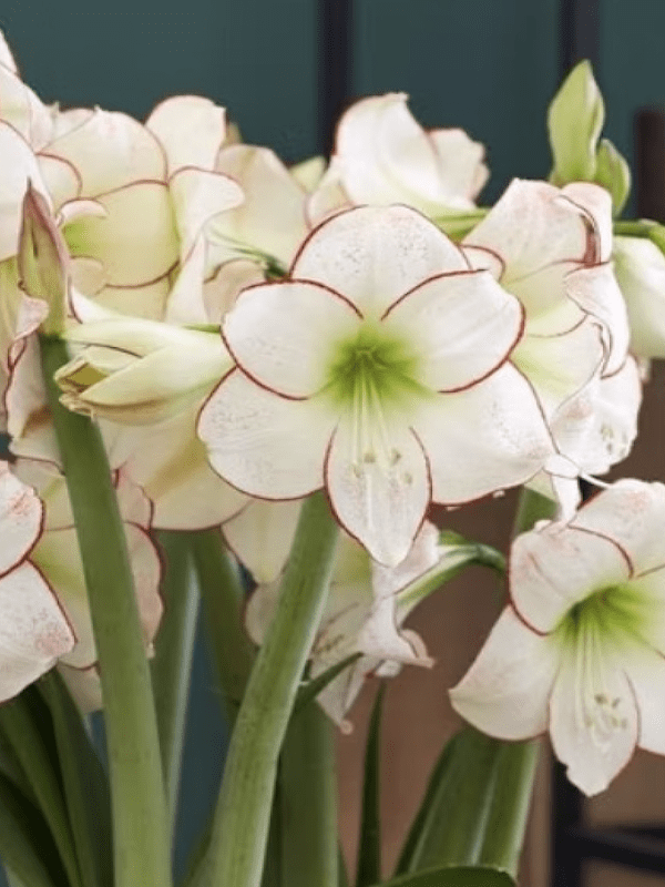 Amaryllis Exclusivos  Color Blanco Borde Rojo. Size: 26/285
