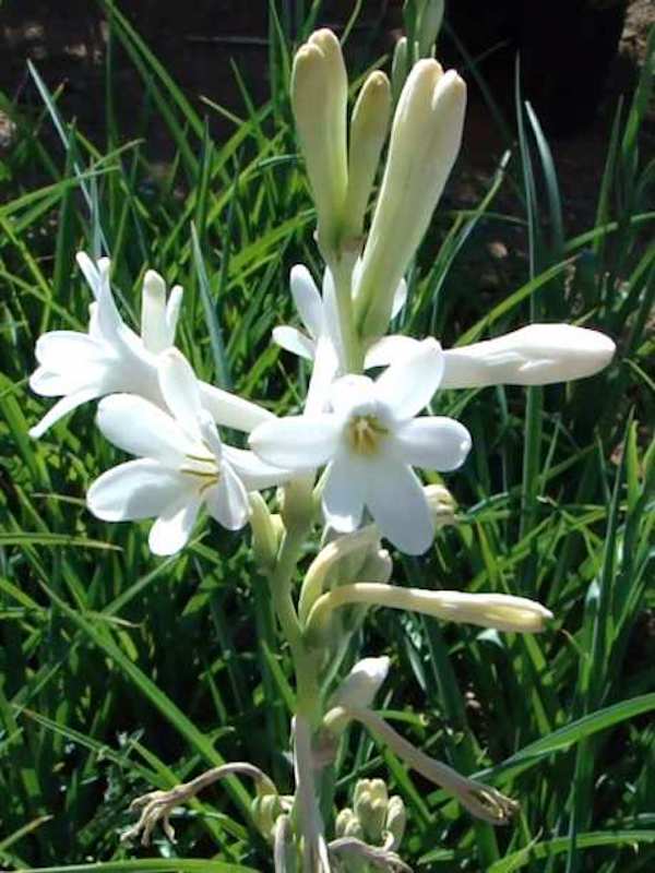 Polianthes Tuberosa , Nardos Color: Blanco-Crema4