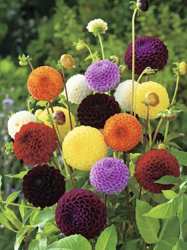 Dalia Pompón Doble, Variada2