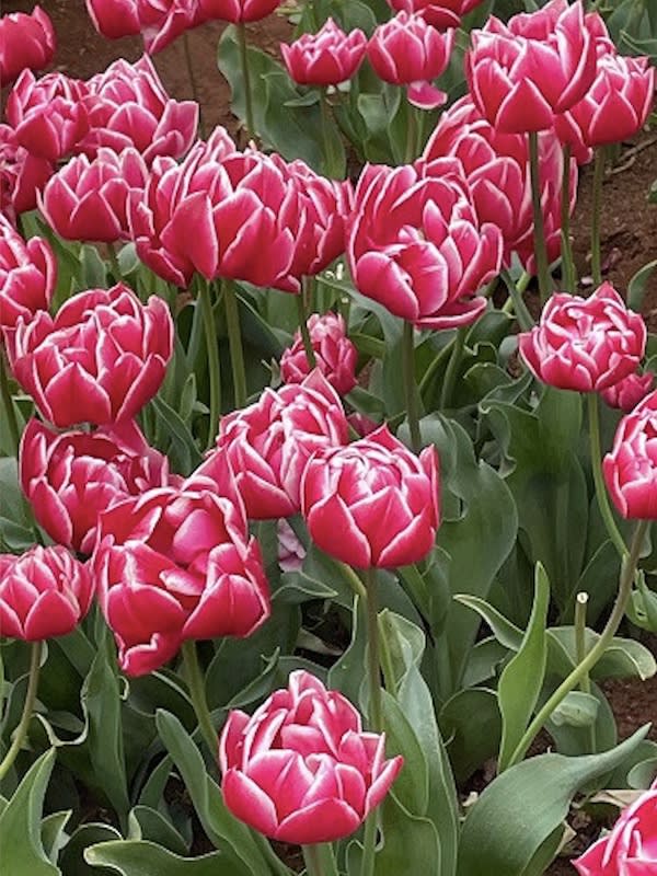 5 Docenas de Bulbos Tulipas Color: Rosa Doble Peonía. Calibre 12-142