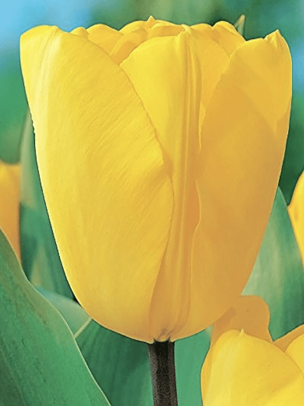 60 de Bulbos Tulipas. Color: Amarillo Doble. Size: 12+2