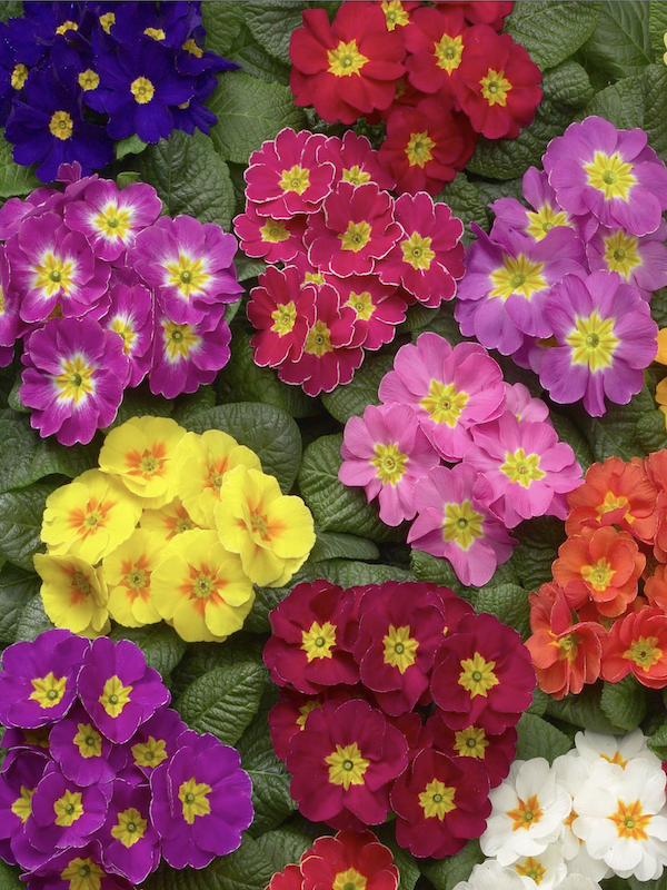 Prímulas. Oreja de Oso. Colores Mixtos2